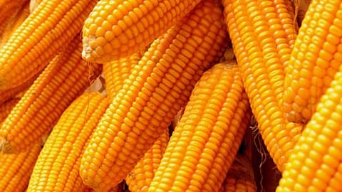 Maize Rate in Jalgaon News