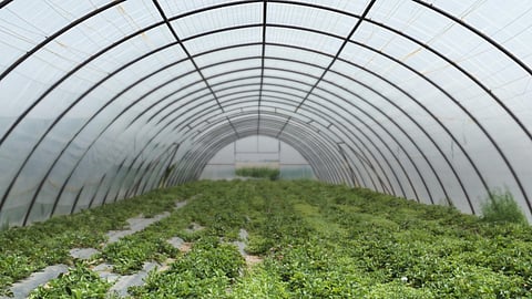 Poly house-Shed Net News