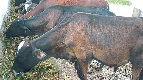 Animal Diet 