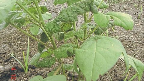 Cotton