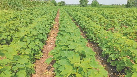 Cotton 