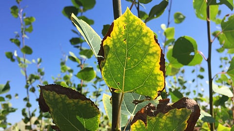 Crop Protection