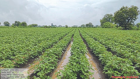 Soybean 