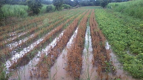 How To Drain Out Extra Water From Crop?