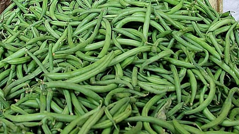 Vegetable 