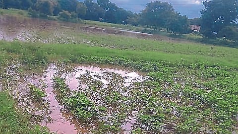 Crop Damage