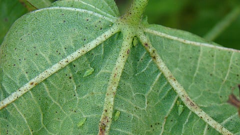 Cotton Integrated Pest Management