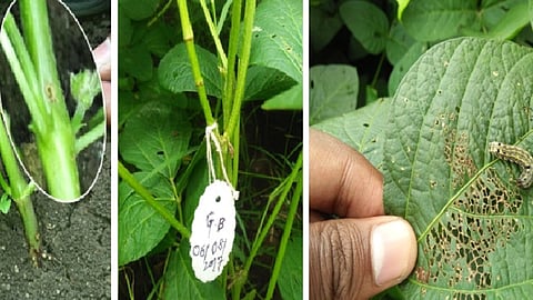 Soybean Pest Management