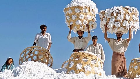 Cotton Rate