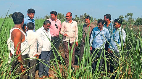 Sugarcane