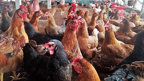 Back yard Poultry 