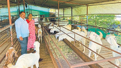 Goat Farming