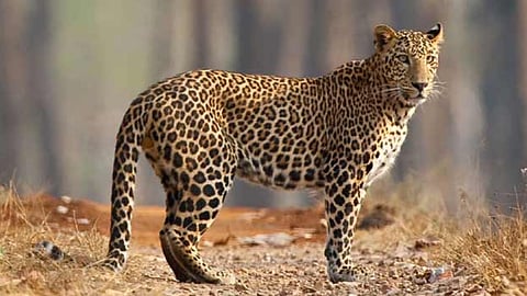 Leopard 