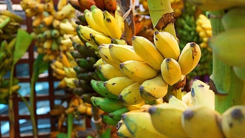 Banana Fruit