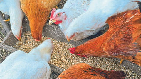 Poultry Feed