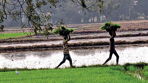 Agriculture