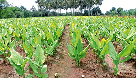Turmeric 
