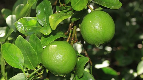 Lemon