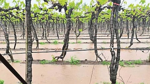 Nashik Rain