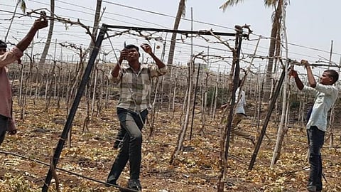 Grape Pruning 