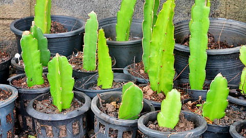 Dragon Fruit Plant
