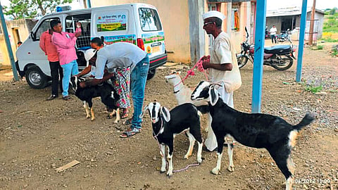 Animal Care 