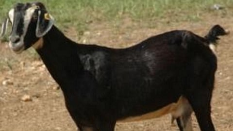 Konkan Kanyal Goat