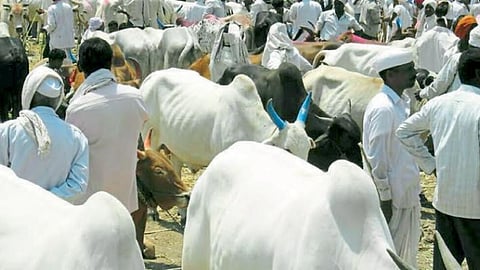 Livestock Market 