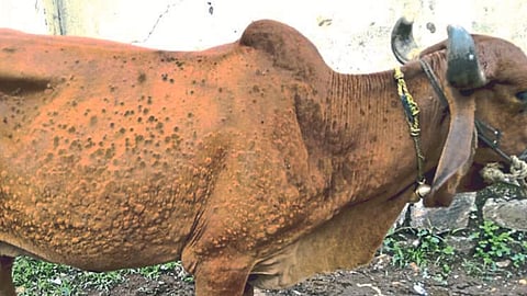 Lumpy Skin Disease