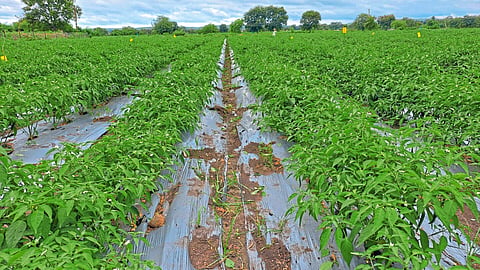 Green Chili