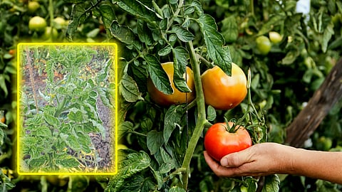 Crop Protection