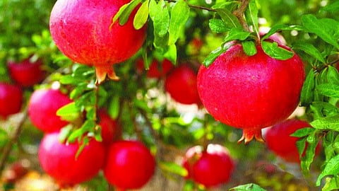 pomegranate