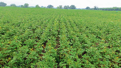 Green Gram Cultivation