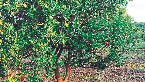 Crop Nutrient Management