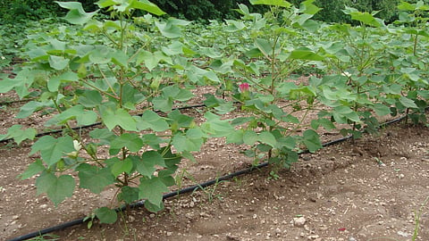 Fertigation Management