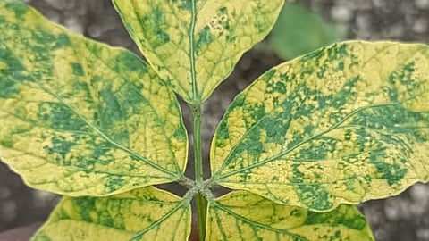 Soybean Mosaic Disease