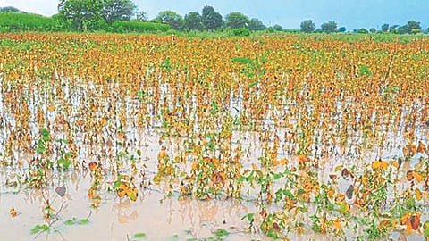 Soybean