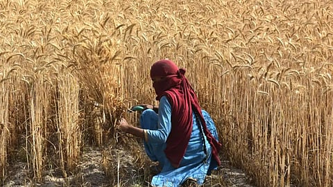 Wheat