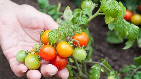 Agriculture Advisory