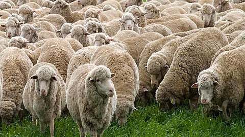Animal Husbandry