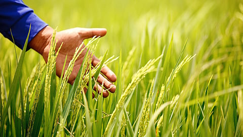 Paddy Production