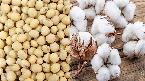 Soybean & Cotton