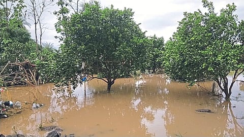 Crop Damage