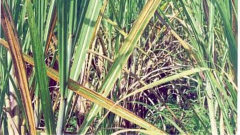 Tambera Disease Sugrcane