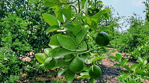 Lemon