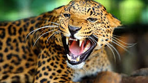 Leopard Terror 