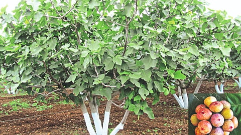 Fig Cultivation