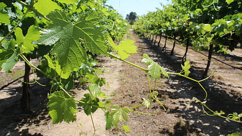 Grapes