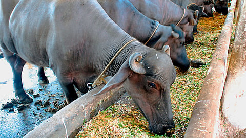 Animal Care : योग्य प्रजनन, दूध उत्पादनासाठी समतोल आहार महत्त्वाचा
