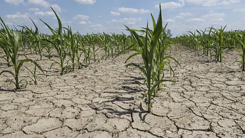 Drought In Uttar Pradesh